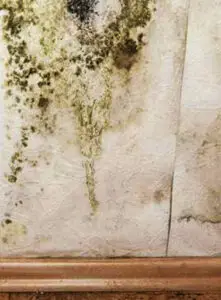 ציור נפגע מעובש